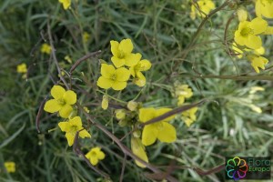 diplotaxis tenuifolia (4).jpg_product